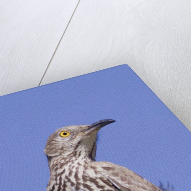 Grey Thrasher by Anonymous