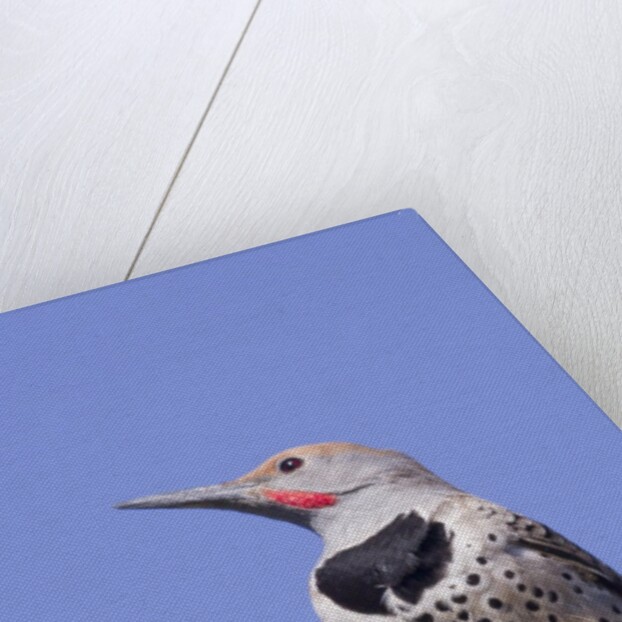 Gilded Flicker by Anonymous