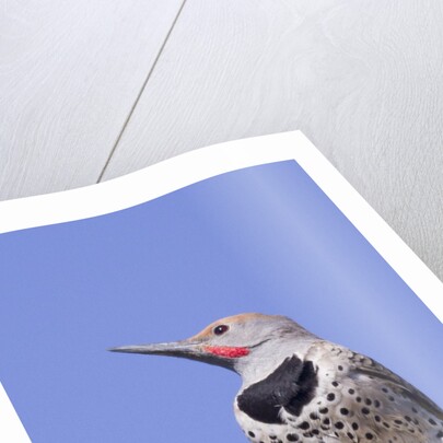 Gilded Flicker by Anonymous