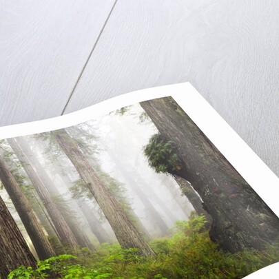 Redwood Trees in Morning Fog with Sunrays by Anonymous