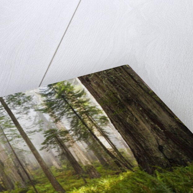 Redwood Trees in Morning Fog with Sunrays by Anonymous