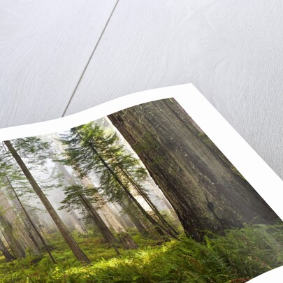 Redwood Trees in Morning Fog with Sunrays by Anonymous