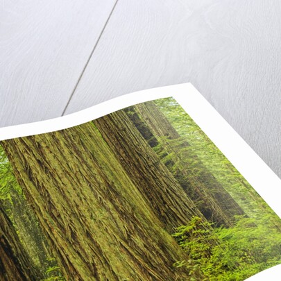 Redwood Trees in Morning Fog by Anonymous