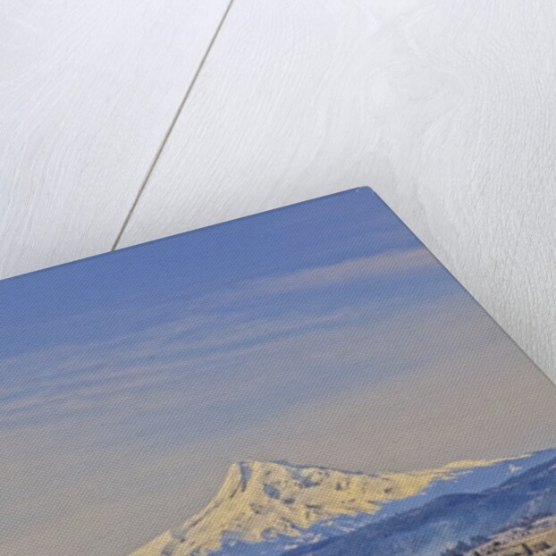 Cherry Orchards of the Oregon Columbia Gorge With Mt. Hood in the Back Drop by Anonymous