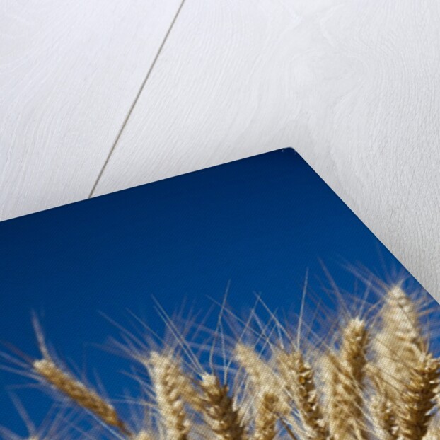 Close up Look at Harvest Wheat and Blue Sky by Anonymous