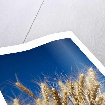 Close up Look at Harvest Wheat and Blue Sky by Anonymous