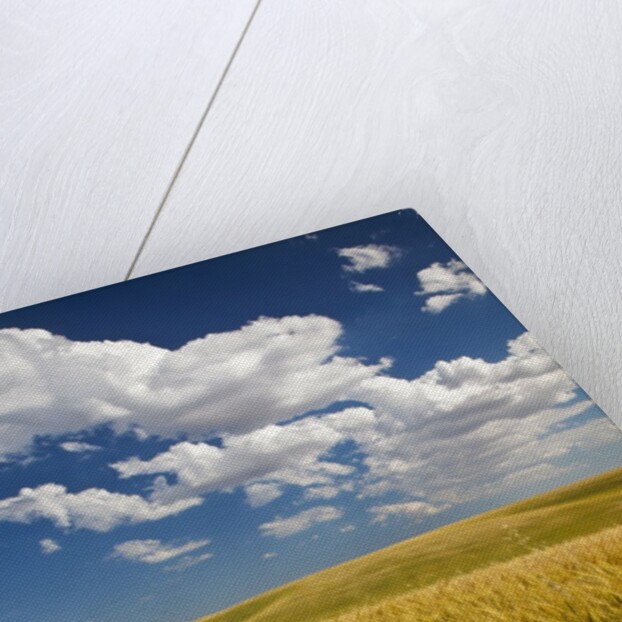 Rolling Hills of Harvest Wheat by Anonymous