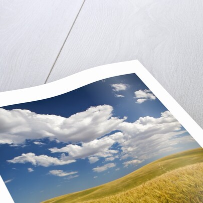 Rolling Hills of Harvest Wheat by Anonymous