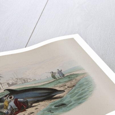 Dolphin by Anonymous