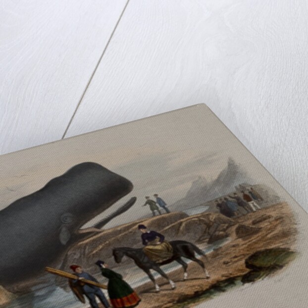 The Sperm Whale by Anonymous