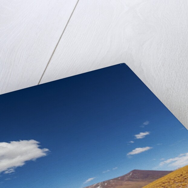 Desert lagoon, San Pedro de Atacama, Antofagasta Region, Chile by Anonymous