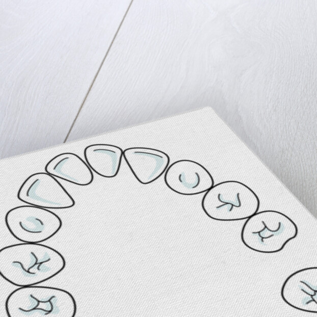 Milk tooth, drawing by Anonymous