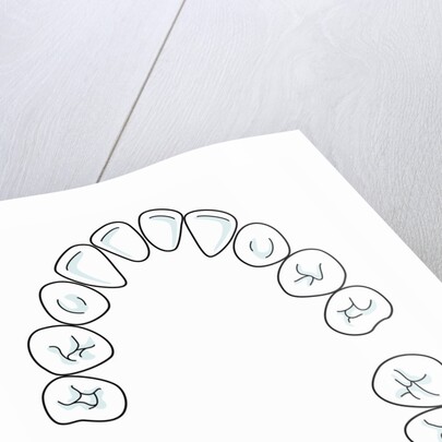 Milk tooth, drawing by Anonymous