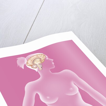 Brain, drawing by Anonymous