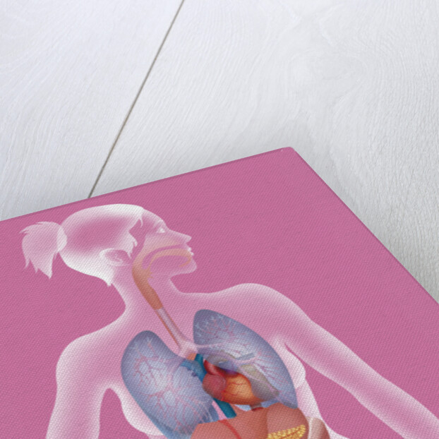 Anatomy, trunk by Anonymous