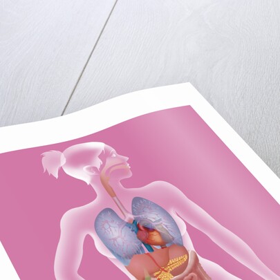 Anatomy, trunk by Anonymous