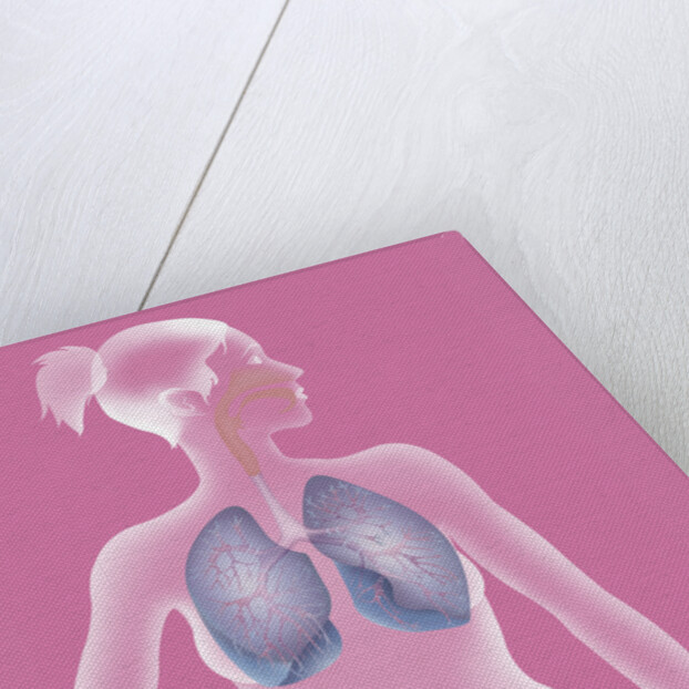Respiratory tract, drawing by Anonymous