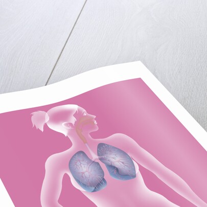 Respiratory tract, drawing by Anonymous