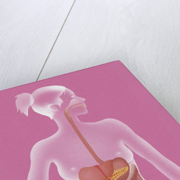 Digestive system, illustration by Anonymous