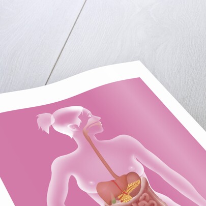 Digestive system, illustration by Anonymous