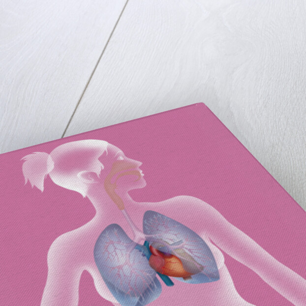 Thorax, anatomy by Anonymous