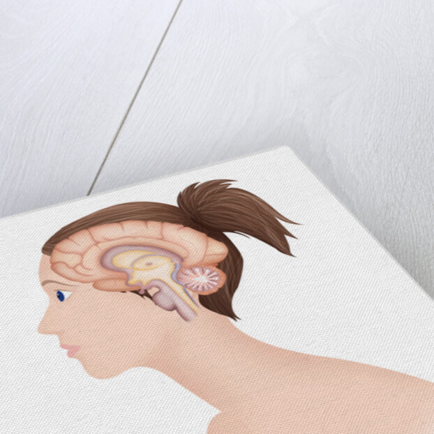 Brain, drawing by Anonymous