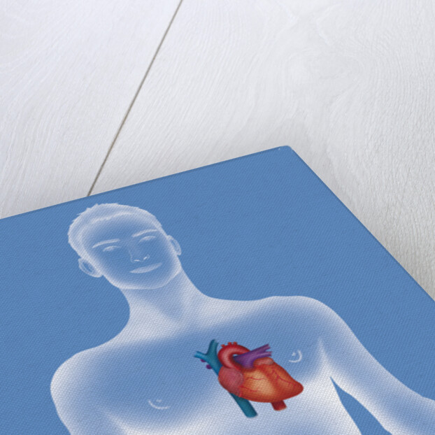 Heart, illustration by Anonymous