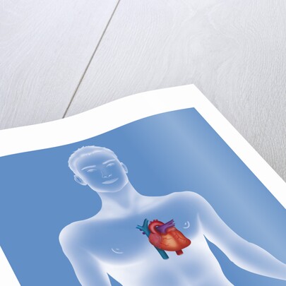 Heart, illustration by Anonymous