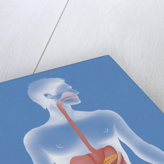 Digestive system, illustration by Anonymous