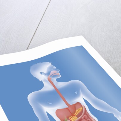 Digestive system, illustration by Anonymous