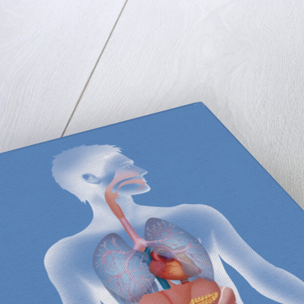 Anatomy, trunk by Anonymous