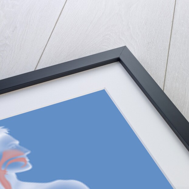 Respiratory tract, drawing by Anonymous