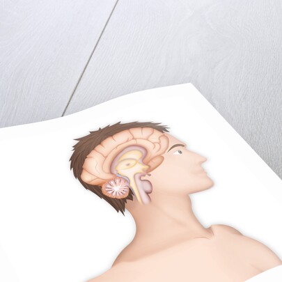 Brain, drawing by Anonymous