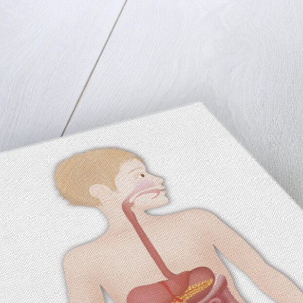 Digestive system, illustration by Anonymous