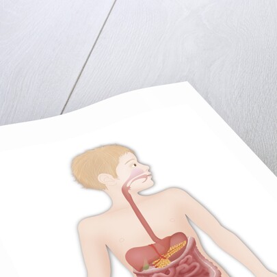 Digestive system, illustration by Anonymous