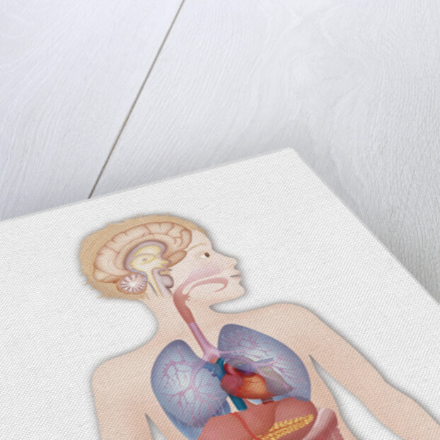 Anatomy by Anonymous