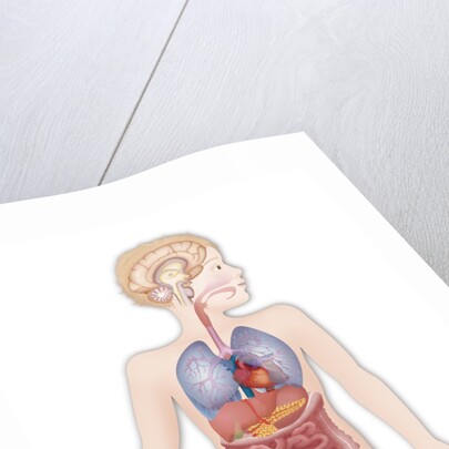 Anatomy by Anonymous