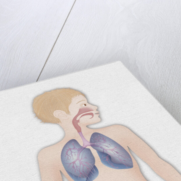 Respiratory tract, drawing by Anonymous