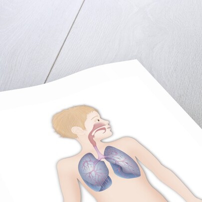 Respiratory tract, drawing by Anonymous