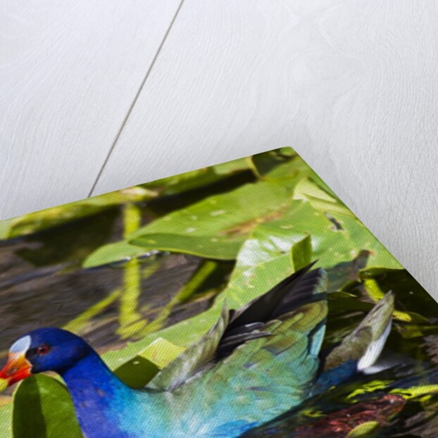 Purple Gallinule on Lily Pads by Anonymous