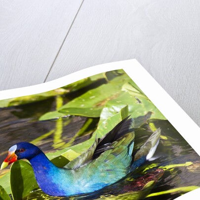 Purple Gallinule on Lily Pads by Anonymous