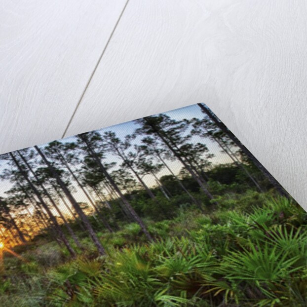 Sunrise in Mahogany Hammock by Anonymous