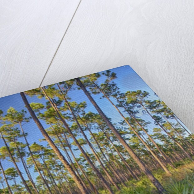 Pine Forest in Long Pine area of Everglades NP by Anonymous