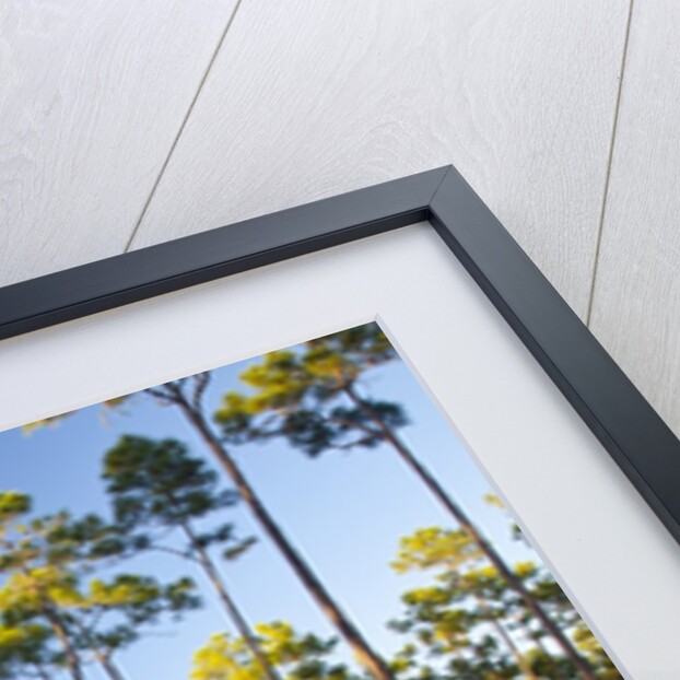 Pine Forest in Long Pine area of Everglades NP by Anonymous