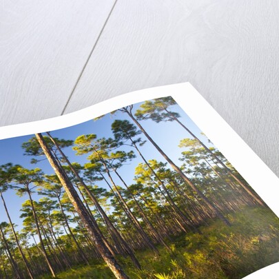 Pine Forest in Long Pine area of Everglades NP by Anonymous