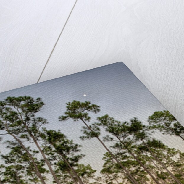 Pine Forest in Long Pine area of Everglades NP by Anonymous