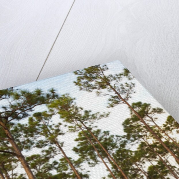 Pine Forest in Long Pine area of Everglades NP by Anonymous