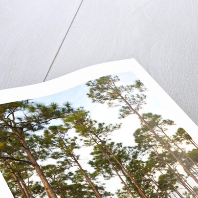 Pine Forest in Long Pine area of Everglades NP by Anonymous