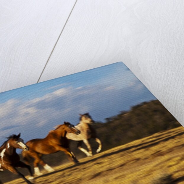 Herd of horses running by Anonymous