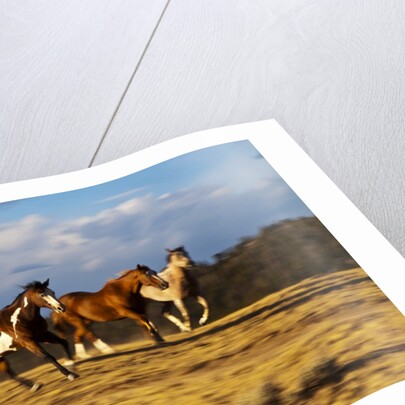 Herd of horses running by Anonymous